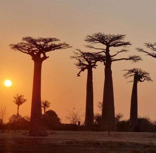 baobab bomen met zonsondergang op madagaskar