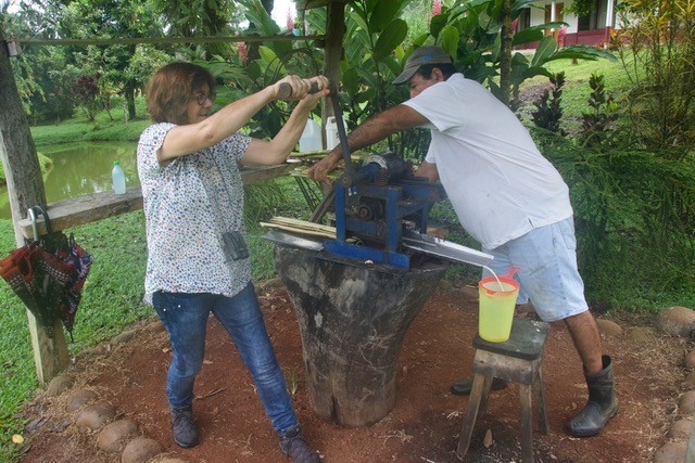 reiziger helpt mee op de ananasfarm costa rica