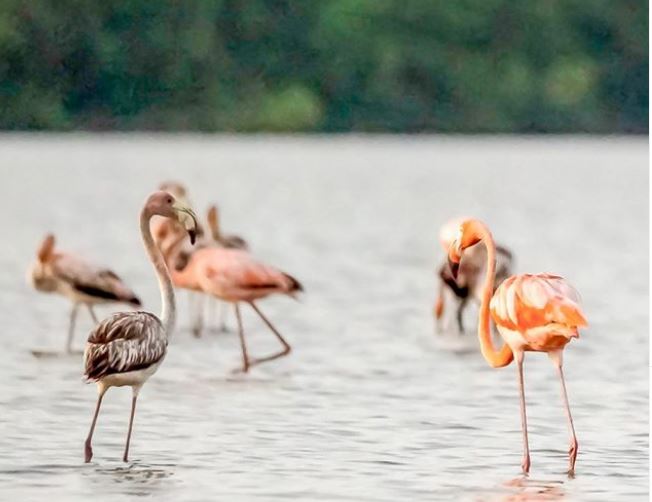 roze flamingo's staan in het water van Lake Bigi Pan Suriname