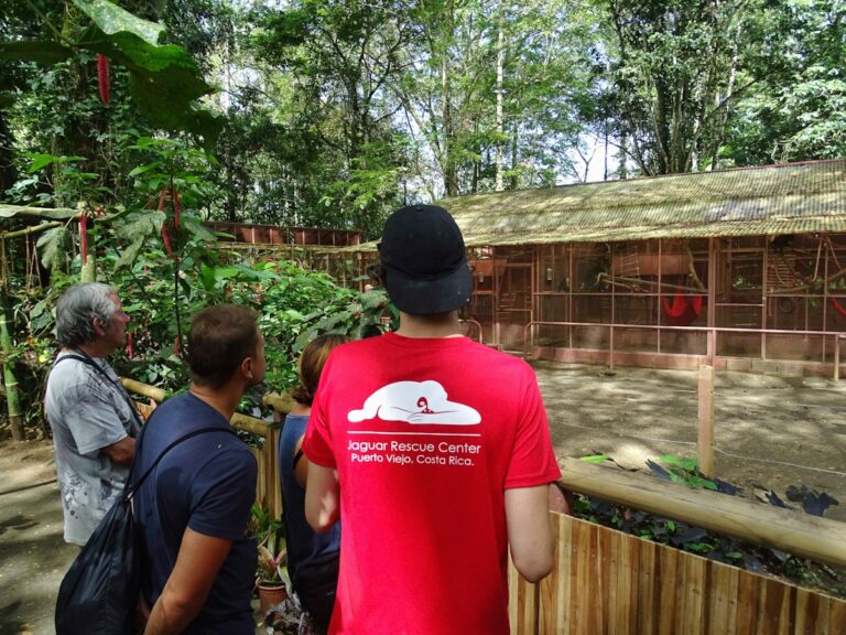 mensen kijken naar jaguars in het Jaguar Rescue center Puerto Viejo