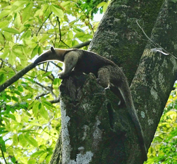 miereneter op boomstam corcovado national park