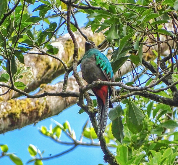 bont gekleurde quetzal op boomtak costa rica
