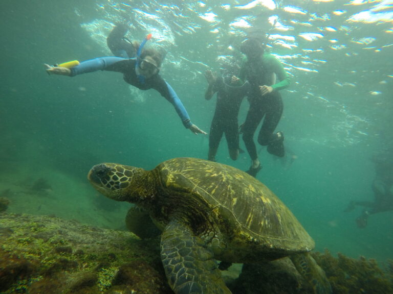 een schildpad onderwater en erachter zwemmen snorkelaars
