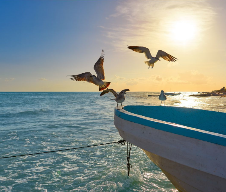 Voorkant van een blauw witte boot op de zee met een zon schijnend op het water en meeuwen zittend en vliegend bij de boot