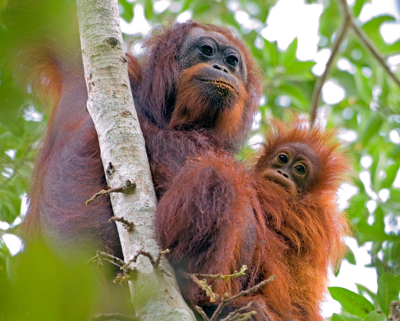 orang oetan moeder met jong in boom bij Bukit Lawang