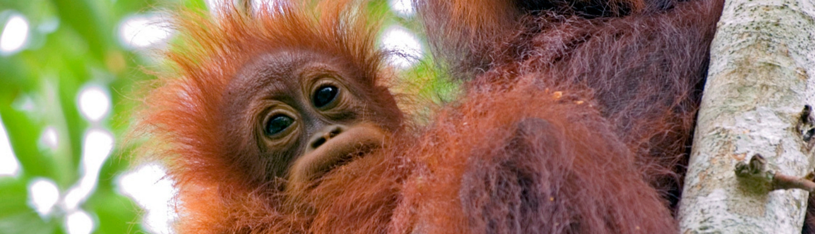 Orang Oetans in Borneo