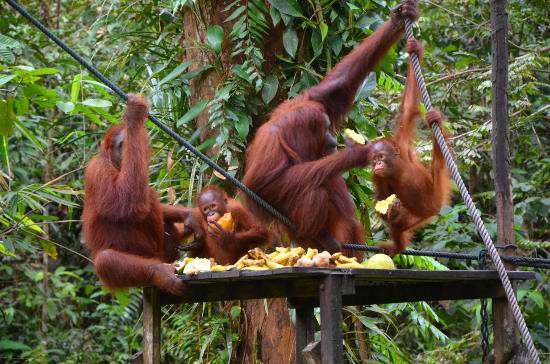 Semenggoh Orang oetans in Semenggoh Oerang Oetan, Borneo