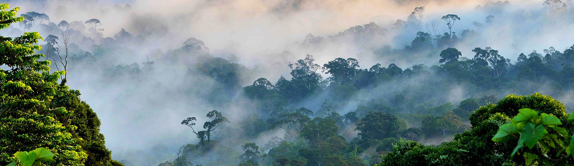 Jungle avontuur adventure in Borneo