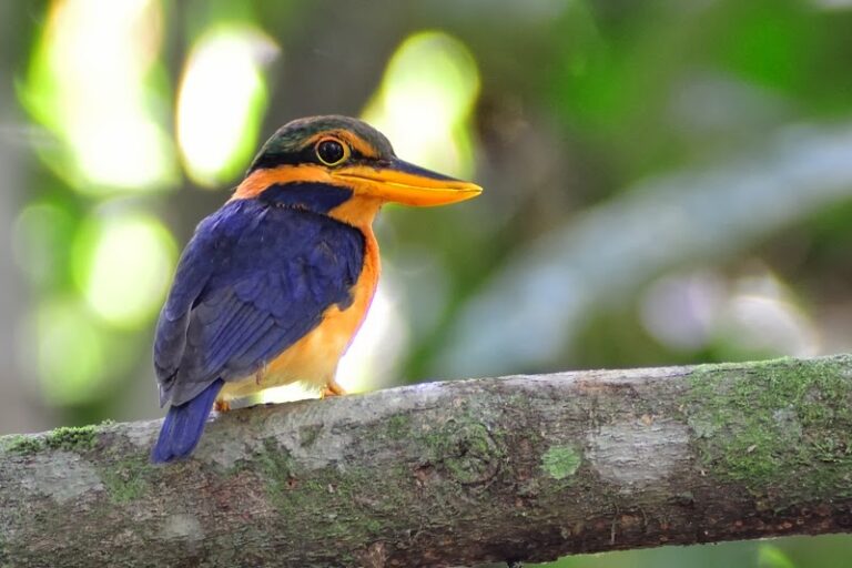 Jungle avontuur vogel spotten in Kota Kinabalu, Borneo