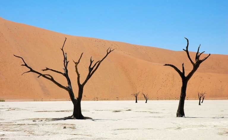 kale bomen als uitgedroogd op vlakte voor sossusvlei