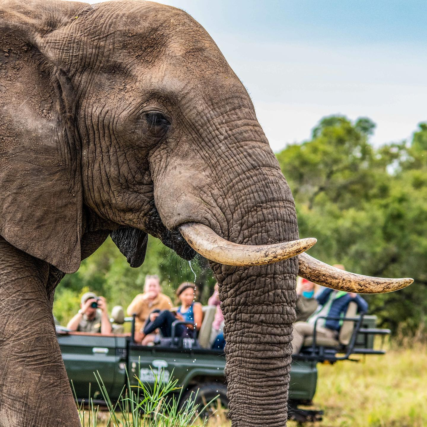 olifant spotten tijdens een safari in zuid-afrika