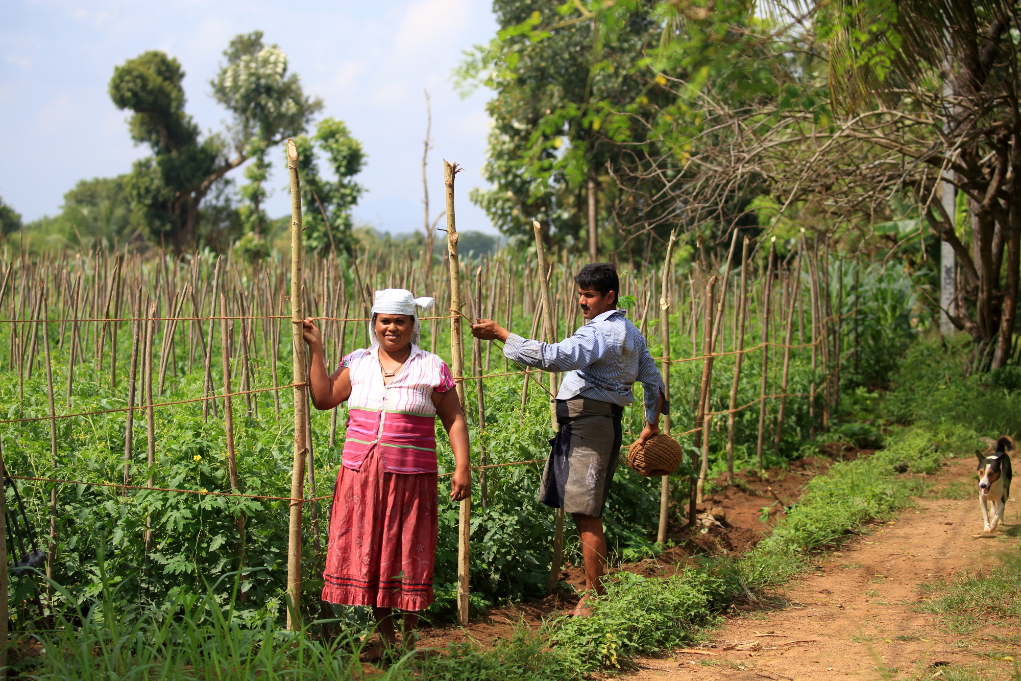 lokale farmers langs de akkers in sri lanka