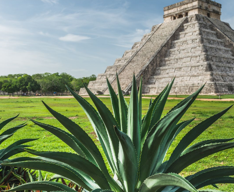 Cactus plant en op de achtergrond een Maya ruïne bij Chichen Itza in Mexico