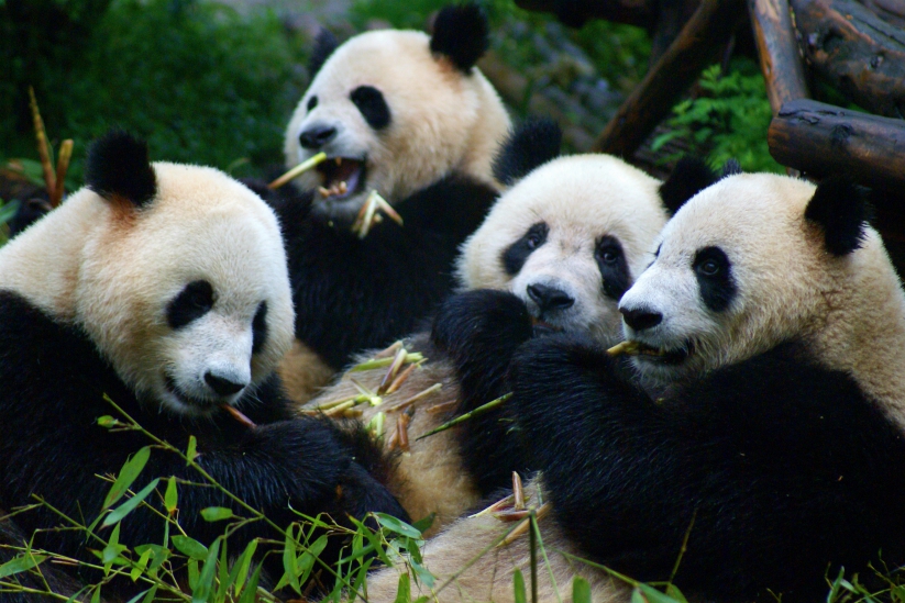 groep chinese pandaberen kauwt op bamboe in china