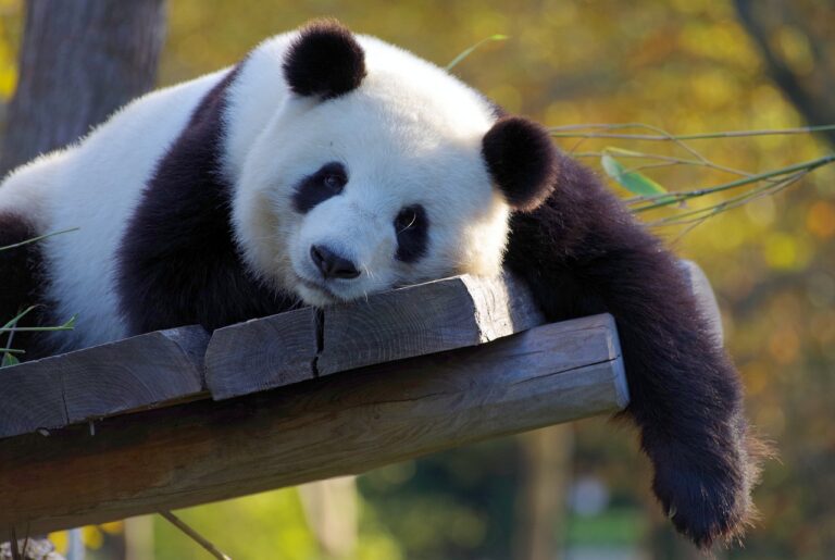 chinese panda ligt op houten vlonder tussen de bamboe