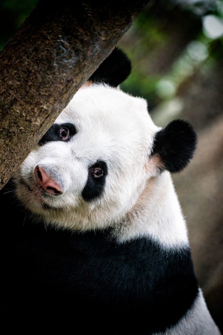chinese pandabeer kijkt vanachter boom naar camera