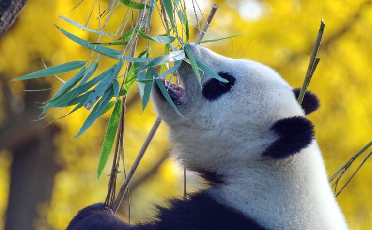 panda eet van bamboestruik china