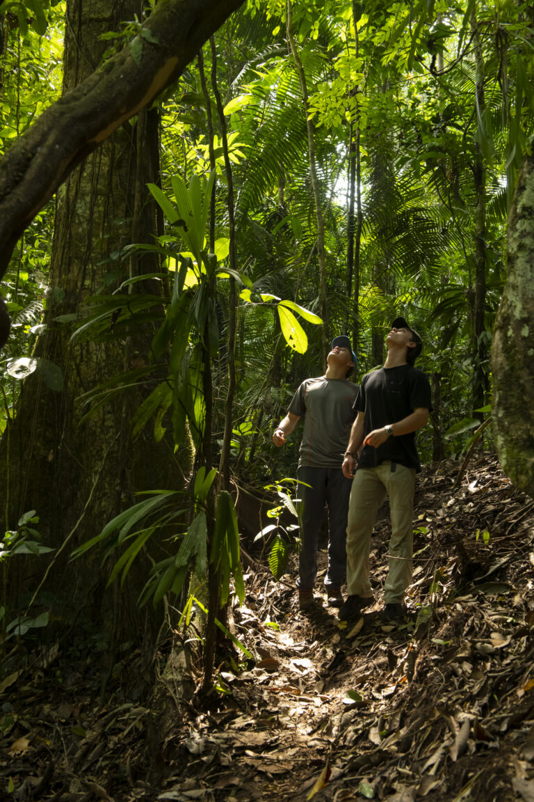 twee mensen staan im een dichtbegroeide jungle, ze kijken ophoog naar de boomtoppen
