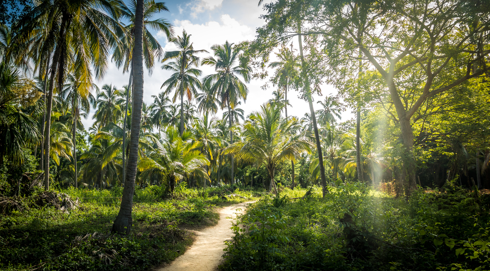 bossen met palmbmen in tayrona nationaal park colombia