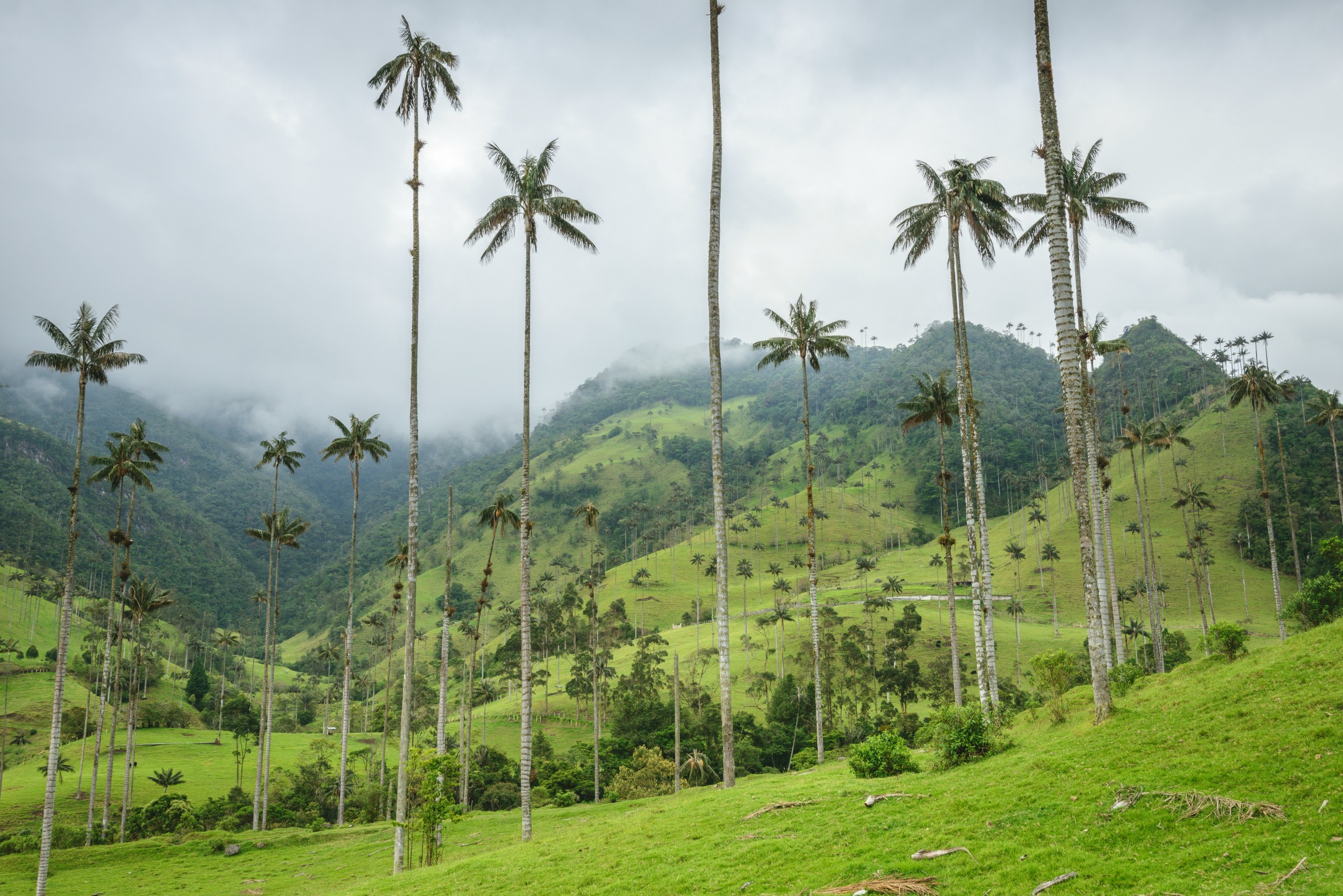cocora vallei colombia met palmbomen
