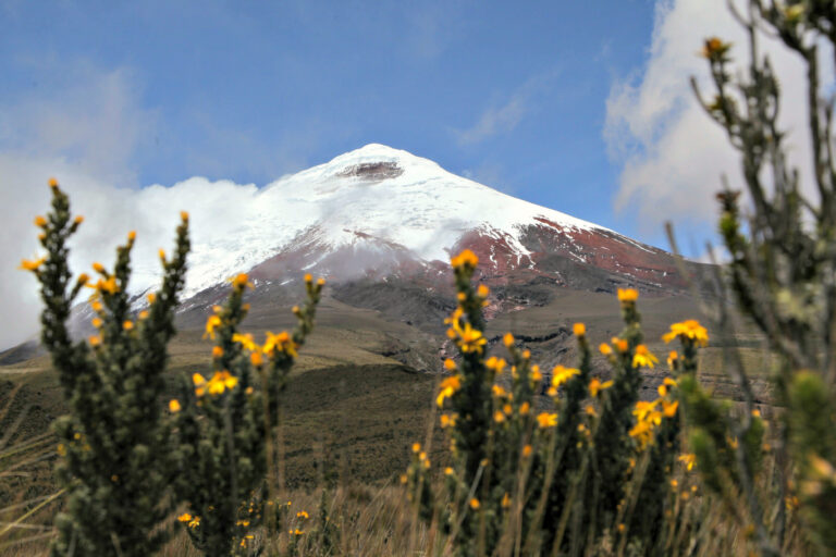een uitzicht op de Cotopaxi vulkaan met gele bleometjes op de voorgrond
