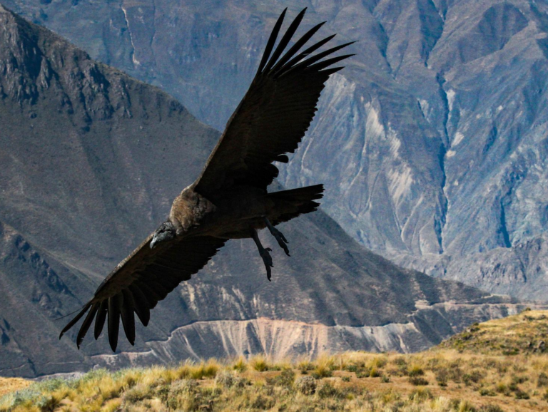 condor vogel met gespreide vleugels vliegend door de canyon in peru