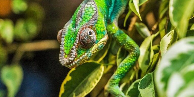 Kameleon ingezoomd tussen de bladeren in Madagaskar