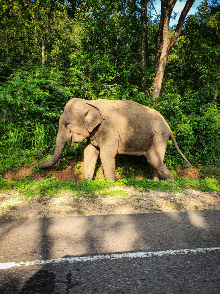olifant loopt in het groen langs de weg in Sri lanka