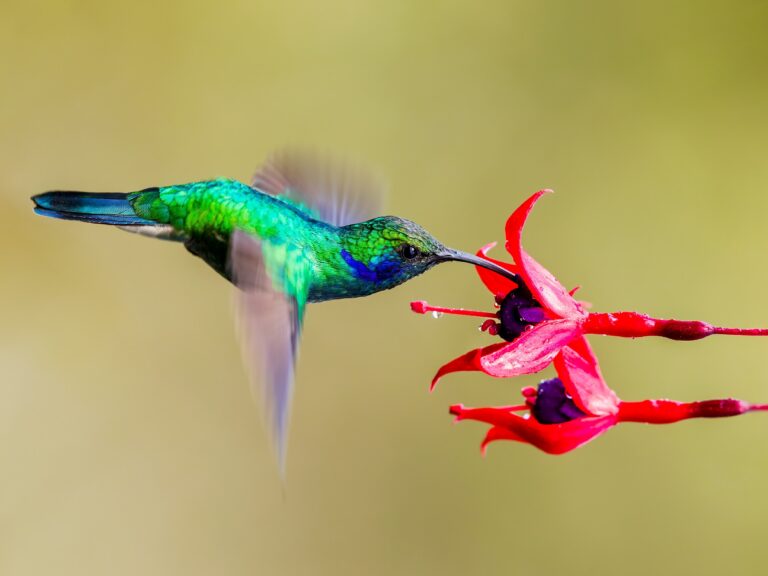 Kolibri fladdert bij bloem