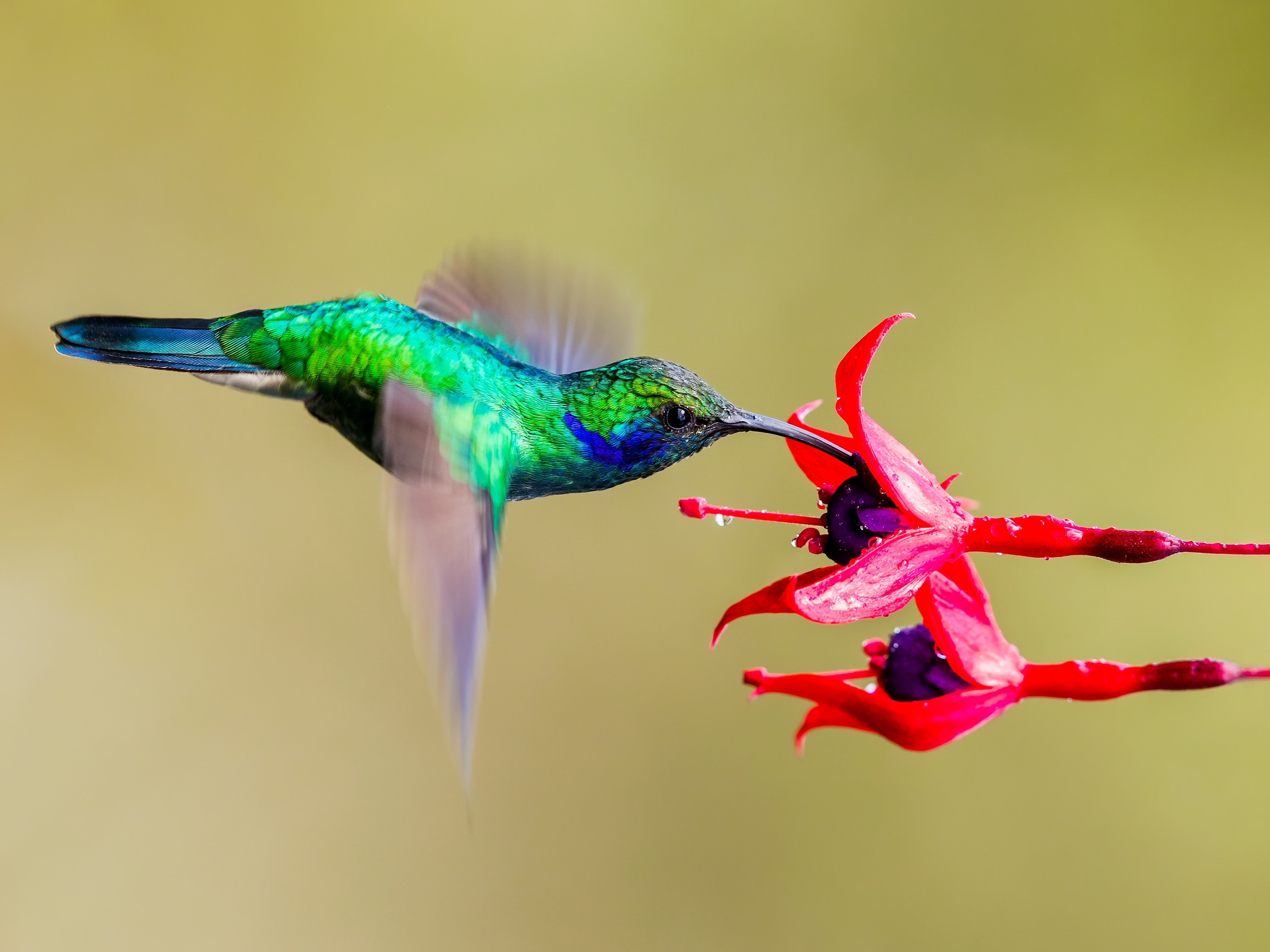 Kolibri fladdert bij bloem