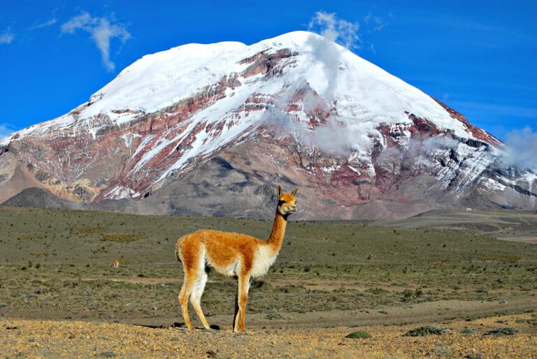 een lama op een vlakte met op de achtergrond een hoge berg met witte sneeuw op de top