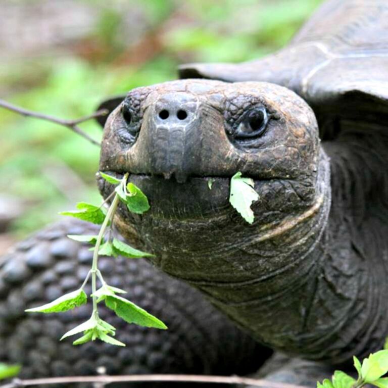 schildpad die een takje eet galapagos