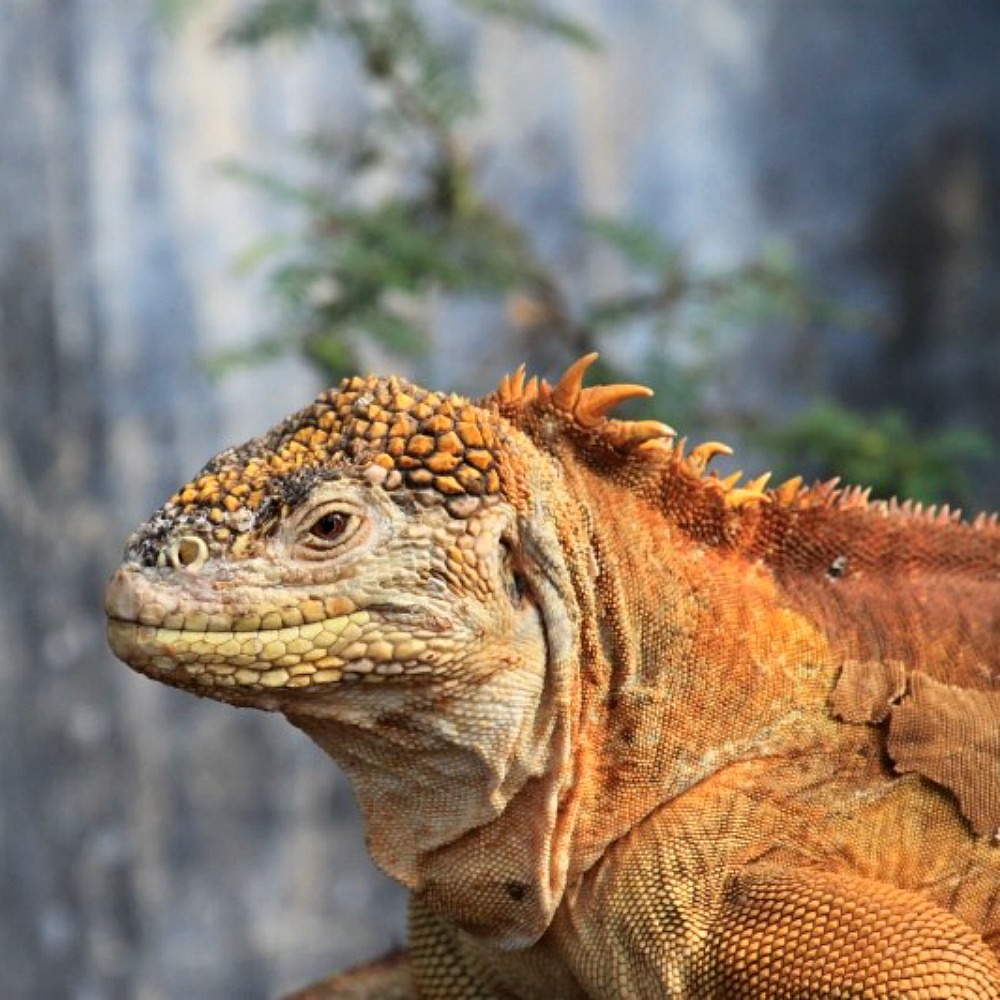 galapagos iguana leguaan