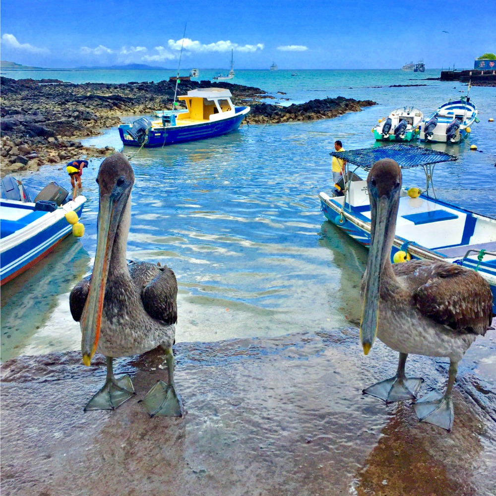 galapagos haven met bootjes en pelikanen