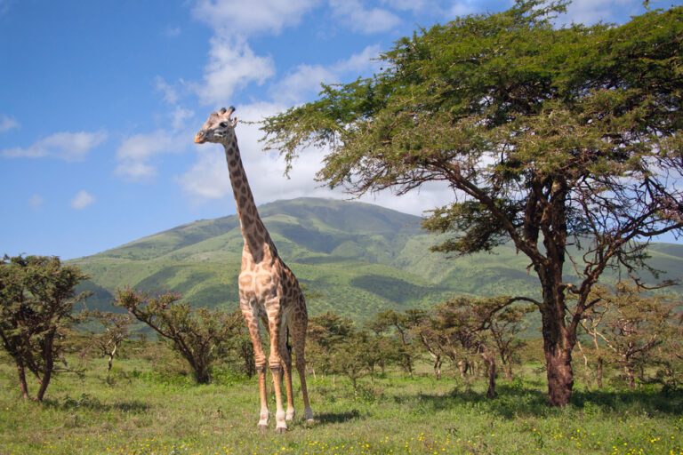 Giraffe staat in een grasveld naast een boom met op de achtergrond groene heuvels in Zuid-Afrika