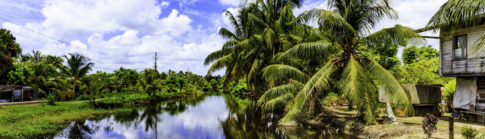 Een kalme rivier omgeven door weelderige tropische vegetatie en kokospalmen in Suriname