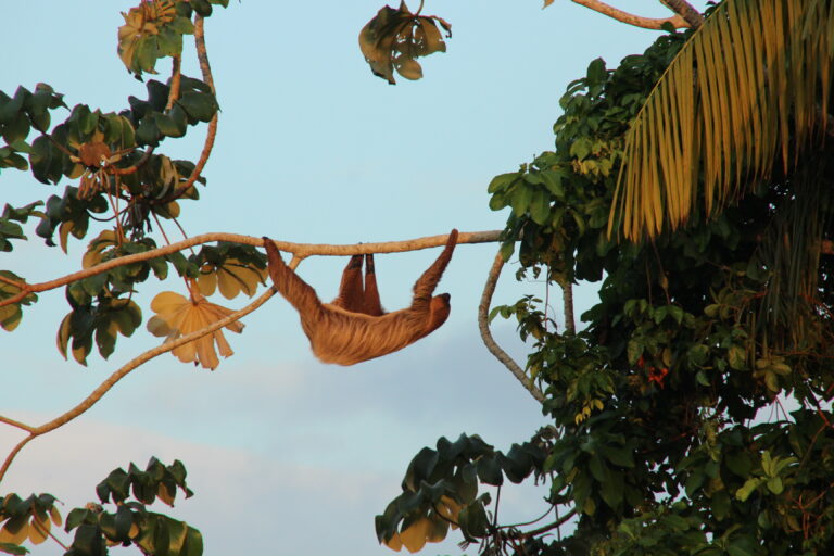 luiaard hangt in boom tussen groene junglebladeren