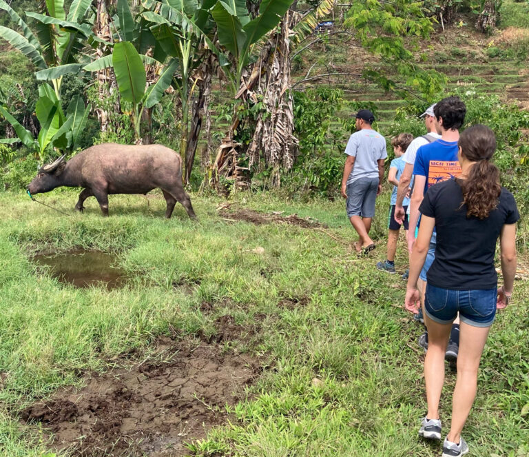en groep mensen wandelt door een weelderig groen landschap met op de achtergrond een buffel in een open veld