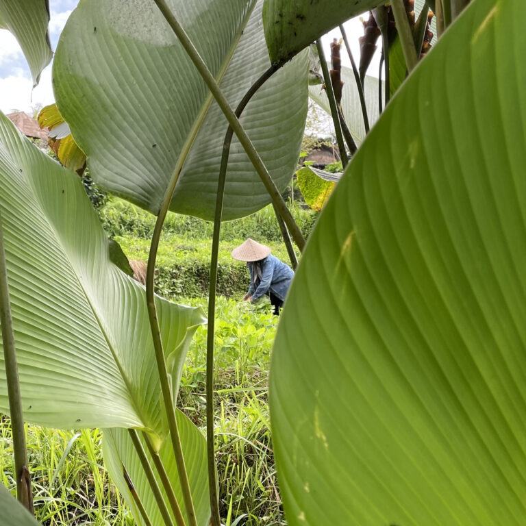 doorkijkje langs tropische bladeren op rijstboer die op zijn terras werkt op Bali