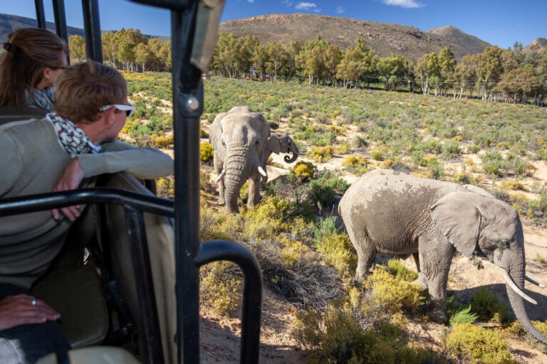 een man kijkt uit een safari jeep naar twee olifanten die langs ze lopen