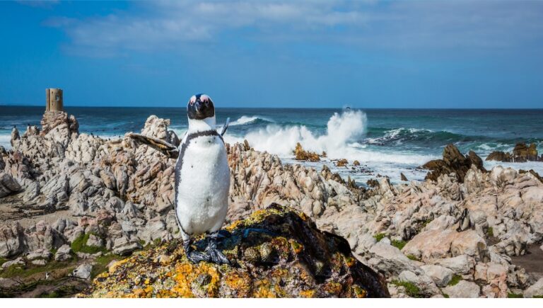 Pinguin op de rotsen bij zee in Zuid-Afrika