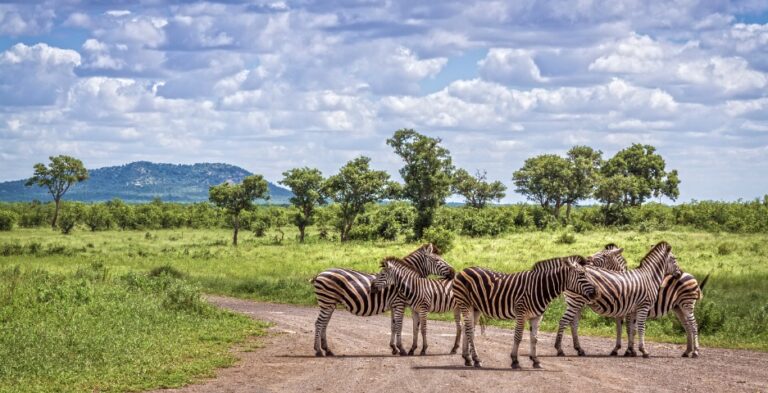 Een groepje zebra's op een onverharde weg in de natuur van Zuid-Afrika