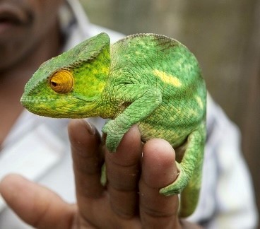 Man met kameleon op de hand in Madagaskar