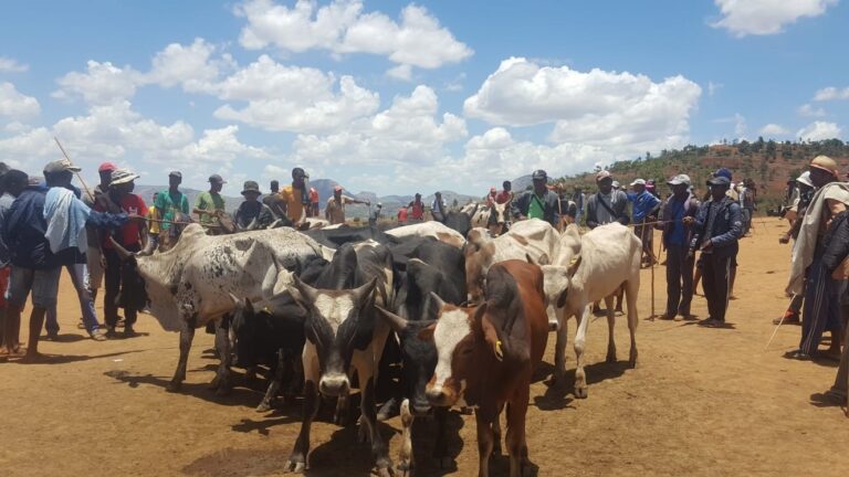 Een groep koeien tussen de local op de veemarkt in Ambalavao Madagaskar