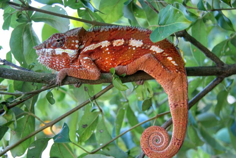 Kameleon roodgekleurd in boom in Madagaskar