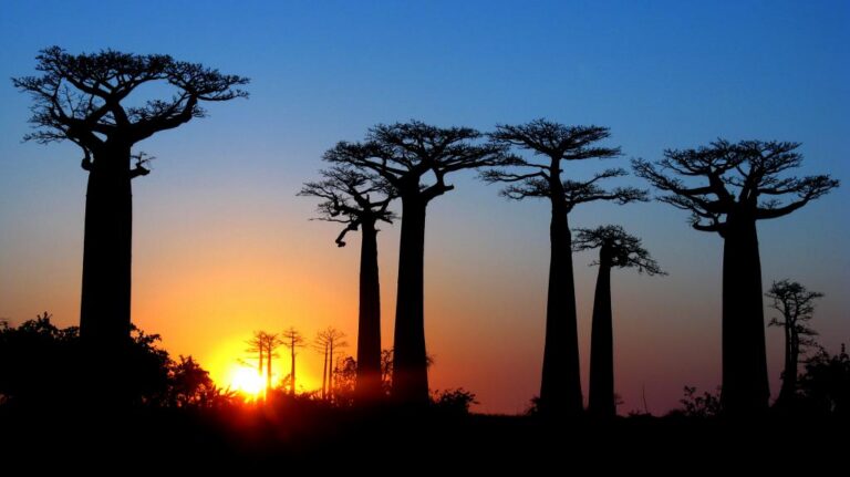 Silhouet van baobab bomen tijdens zonsondergang in Madagaskar