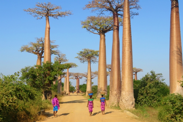 Locals in Madagaskar lopend tussen de baobab bomen