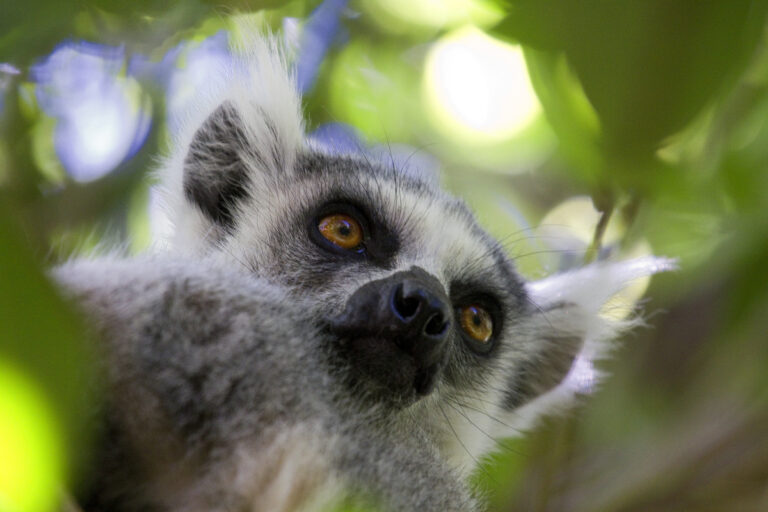 Lemur aap ingezoomd tussen de takken.