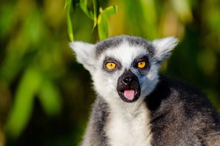 Lemur aap met tong uit mond in Madagaskar