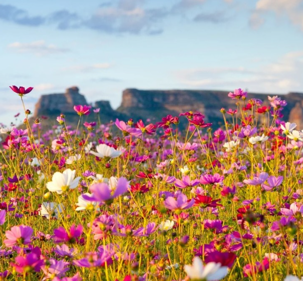 Veld met bloemen in roze, paarse en witte kleuren met op de achtergrond rotsformaties in Zuid-Afrika